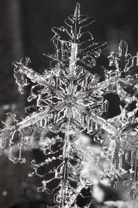 The Adventures of a Unique Snowflake