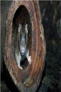 Sewer rat
