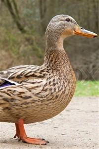 Darryl The Duck