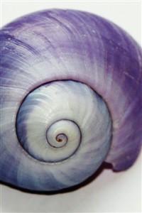 A Snail's Wisdom