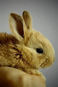 Rabbit: A LitRPG Harem novel