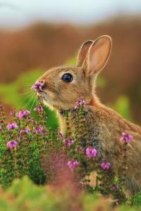 Grassy Grass Grass: The Devourer