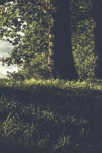 Forest Born