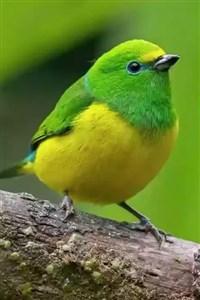 Not your average bird