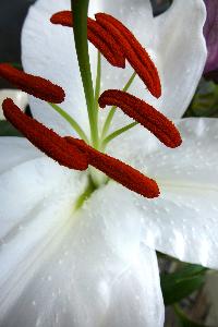 Blood of Lilies